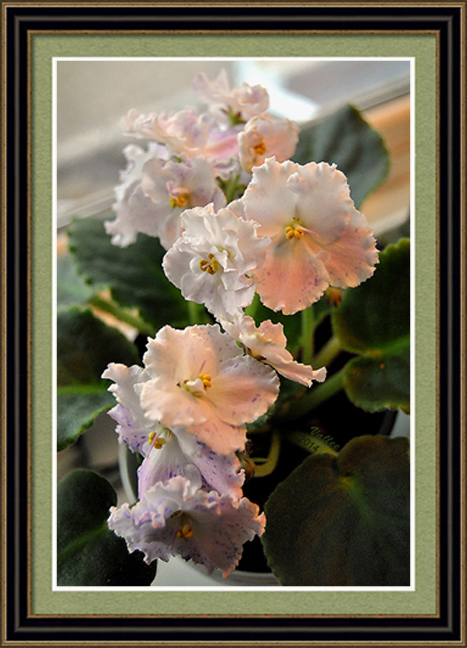 African Violet 