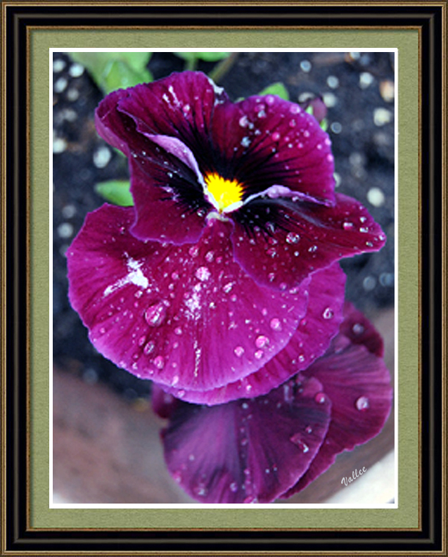Pansy in the Dew